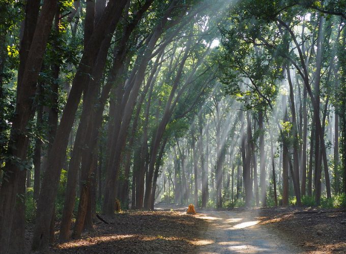 Corbett Fun Tour With 1 Jeep Safari