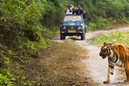 Corbett Wilderness Escape: Dhikala Canter Safari & Wildlife Adventure