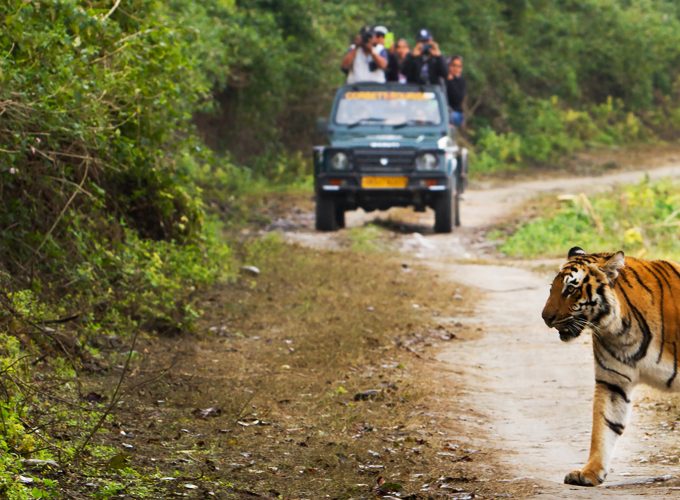 Corbett Wilderness Escape: Dhikala Canter Safari & Wildlife Adventure