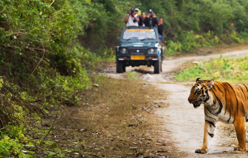 Corbett Wilderness Escape: Dhikala Canter Safari & Wildlife Adventure