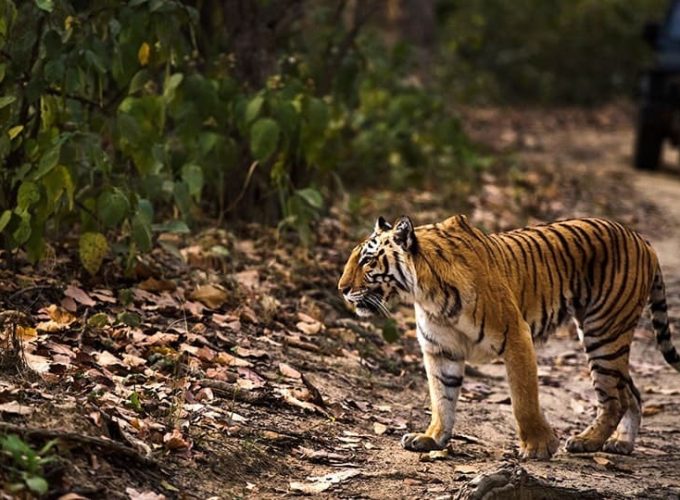 Corbett Exploring Tour stay in dhikala zone