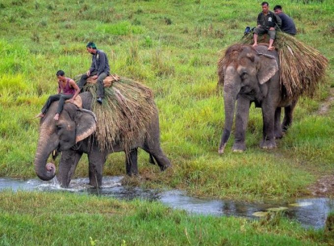 Corbett Fun Tour With 1 Canter Safari
