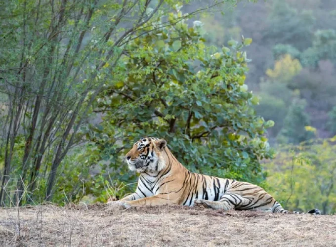Discovering Wildlife Wonders: Jim Corbett National Park Tour