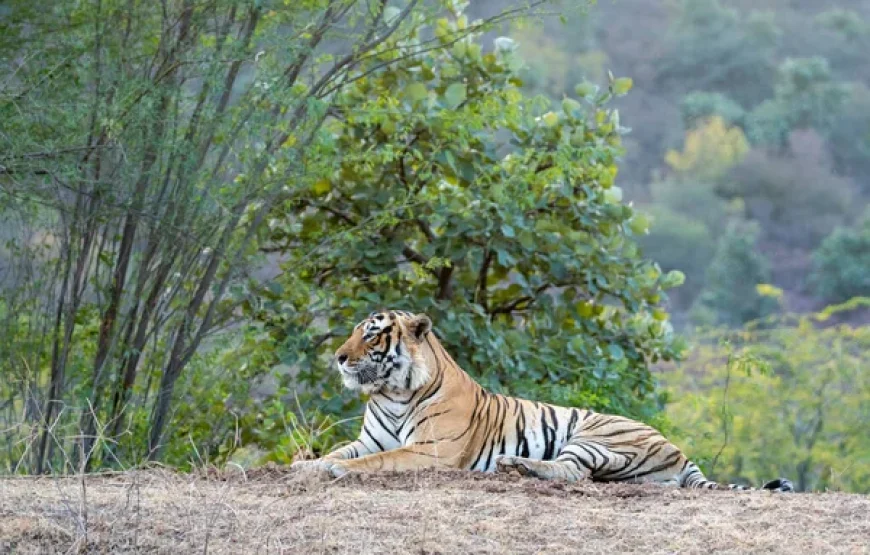 Discovering Wildlife Wonders: Jim Corbett National Park Tour